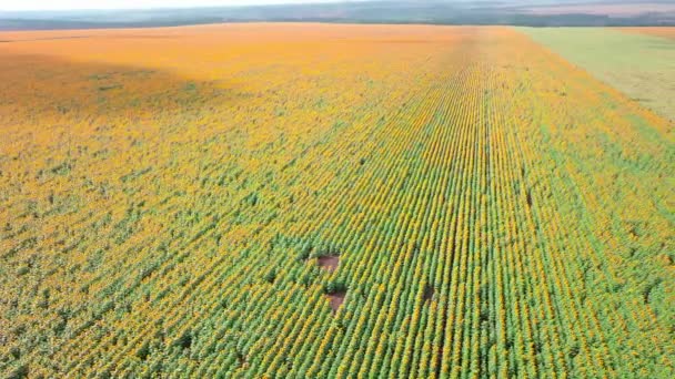 Pole s jasně žlutými slunečnicemi za slunečného dne. dron. — Stock video