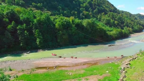 Atletas están haciendo rafting en balsa en el río de montaña. Montañas, vacas pastan en la orilla — Vídeos de Stock