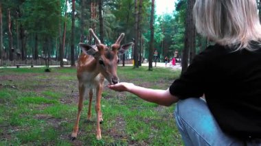 Halka açık bir parkta kadife boynuzlu genç geyik bir kadının elinden yemek yerken aynı anda akıllı telefonuyla etkileşimi kaydediyor ve bir anlık güven anı yakalıyor.