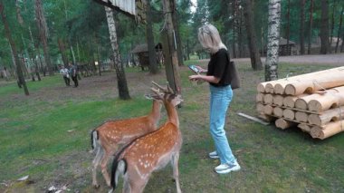Genç sarışın bir kadın, ormandaki açıklıkta elinden sika geyiği besliyor. Vahşi yaşam parkında insan-hayvan etkileşimi, sakin bir ortamda nazik bir bakım ve doğa ile bağlantı sergiliyor.