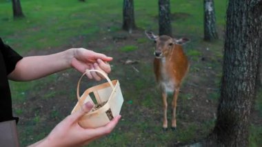 Genç bir kadının eli, yemyeşil bir ormanda, küçük bir ahşap sepetten nazik bir sika geyiğine yiyecek sunuyor. İnsan ve vahşi yaşam arasındaki güzel bir etkileşimi gösteriyor.