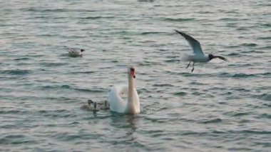 Sakin bir gölde yüzen tüylü cygnet yavruları ile güzel beyaz kuğu sonunda dinlenmek için kıyıya çıkmak için yemyeşil çimenlere ulaşır.