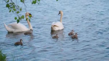 Güzel beyaz kuğu ebeveyn dalgalı suda yüzüyor, onu severek besliyor ve kabarık gri cygnetleri besliyor, aile bağlarını ve doğal ortamlarında vahşi yaşamı temsil ediyor.