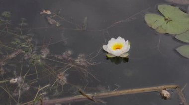 Tek güzel beyaz nilüfer çiçeği, nemfaha alba, sakin, karanlık bir göletin üzerinde yavaşça yüzer, yansıması su bitkileri ve yeşil zambak yastıklarının yanında görülebilir.