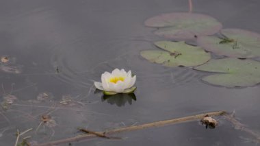 Tek güzel beyaz nilüfer çiçeği, nemfaha alba, sakin, karanlık bir göletin üzerinde yavaşça yüzer, yansıması su bitkileri ve yeşil zambak yastıklarının yanında görülebilir.