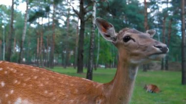 Birinci şahıs perspektifi, dost canlısı genç bir geyiği nazikçe okşayan bir eli gösteriyor. Bu geyik, sonunda güzel yeşil bir ormanda yürüyüp, barışçıl bir insan-hayvan ilişkisini resmediyor.