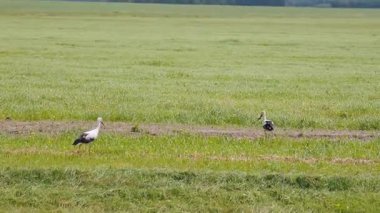 Güneşli bir günde, uçsuz bucaksız yeşil bir arazide yürüyen ve yiyecek arayan bir çift vahşi beyaz leylek, sakin bir kırsal bölgede doğal av davranışlarını sergiliyor.
