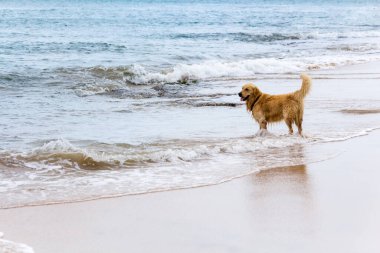 Kumsalda bekleyen sevimli tüylü köpek.