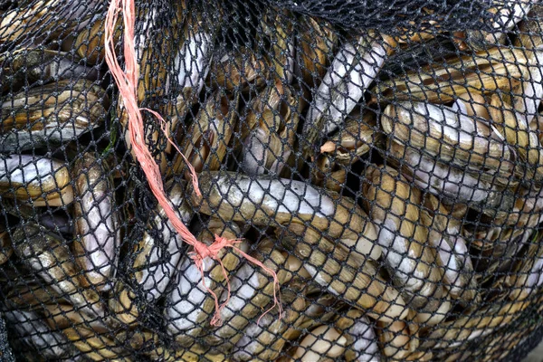 Dorado Chimbote Peru Julho 2021 Fechar Rede Pesca Cheia Moluscos — Fotografia de Stock