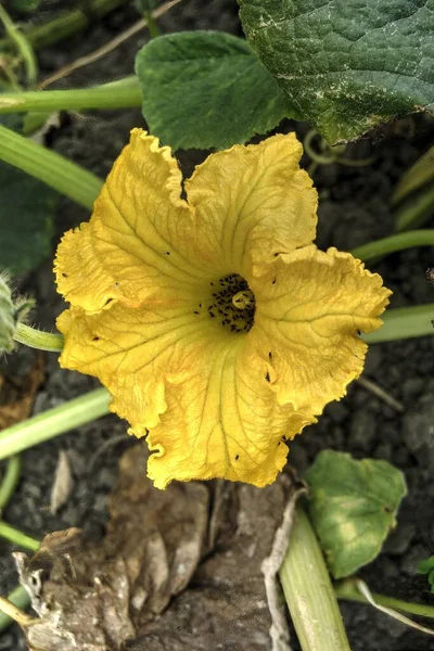 Chimbote Peru Juli 2021 Gul Blomma Zapallo Grönsak Täckt Insekter — Stockfoto