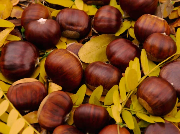 Chestnuts Scattered Yellow Leaves — Stock Photo, Image