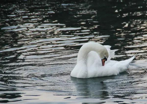 White Swan Water Cleaning Its Feathers — Stock Photo, Image