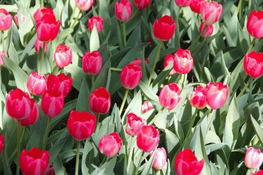 Kırmızı laleler tarlası 