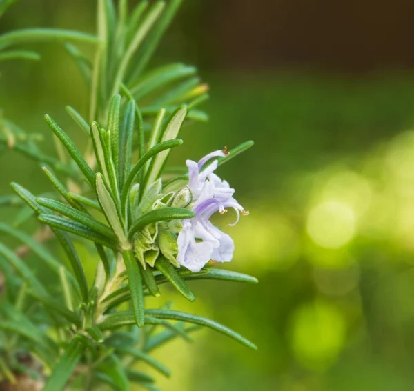 Flowering Twig Rosemary Bush — Stock Photo, Image