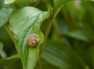 Yeşil yapraklı küçük kahverengi bir salyangoz.