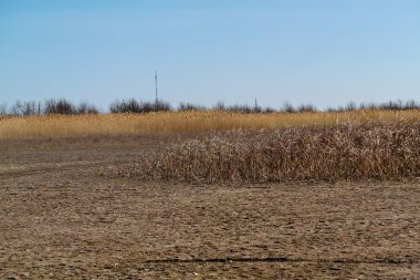 sazlık alanda arka plan mavi gökyüzünde bulutlar ile