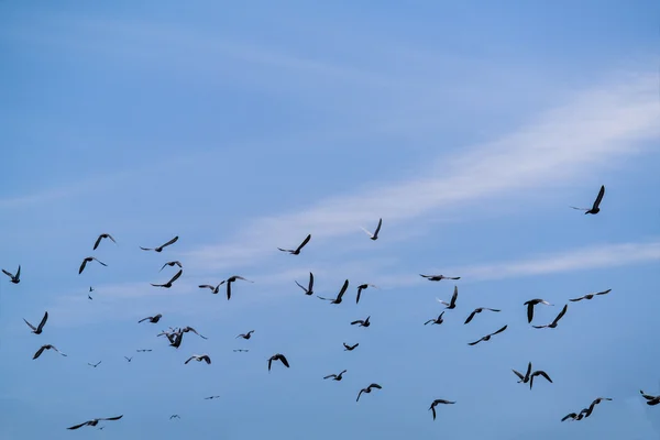 Gołębie lecą — Zdjęcie stockowe