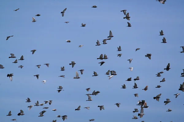 Pigeons are flying — Stock Photo, Image