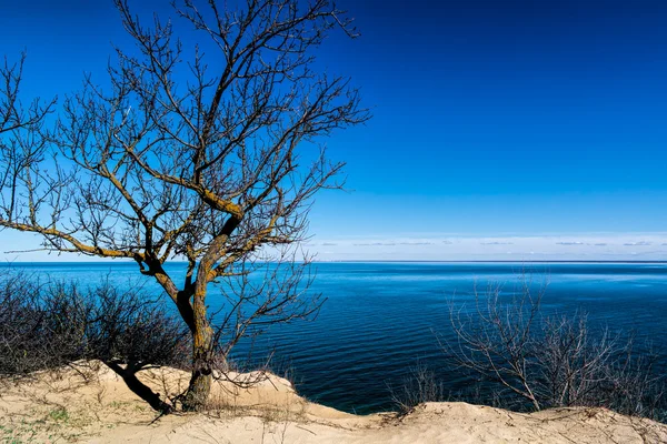 Boom op de heuvel boven de zee — Stockfoto