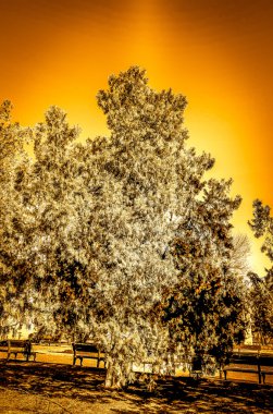 Altın yapraklı ağaç