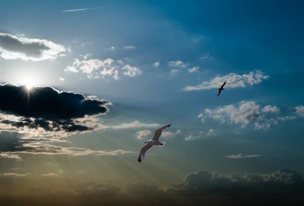 Con el telón de fondo de un pájaro del cielo del amanecer — Foto de Stock