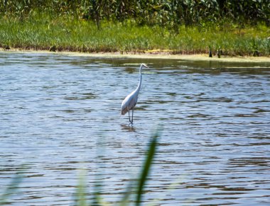 Beyaz Heron koyunda sazlık avlar.