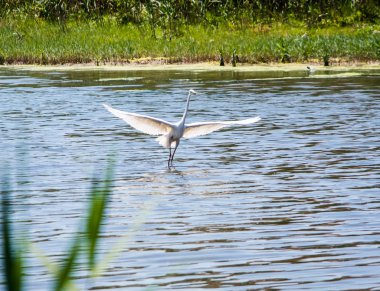 Beyaz Heron koyunda sazlık avlar.