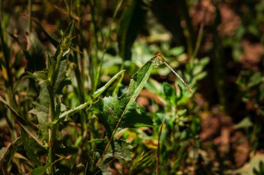 Yabani hayvanlar ve bitkiler güneş çeşitliliği keyfini yusufçuk.