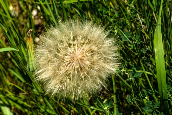 Flauschige Löwenzahn bereiten sich auf das Fliegen vor — Stockfoto