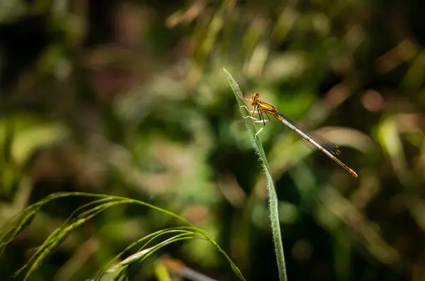 Libelle sonnt sich in der Sonne - die Vielfalt der Tierwelt. — Stockfoto