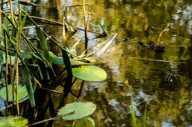 yaprakları Nilüferler, sazlık, su birikintisi