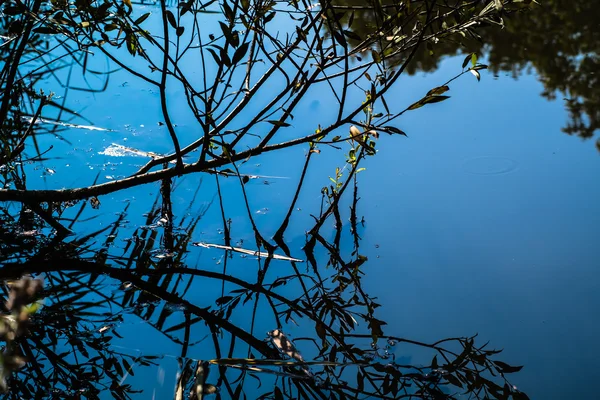 Dry tree branches are reflected in the clear water pond — Stock Photo, Image