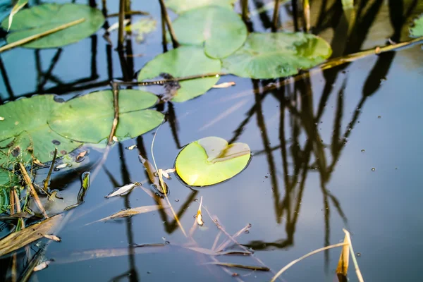 Blätter von Seerosen, Schilf, Teich — Stockfoto