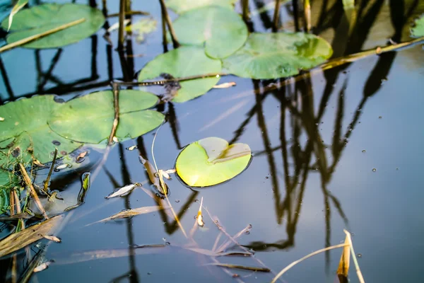 Hojas lirios de agua, cañas, estanque de agua — Foto de Stock