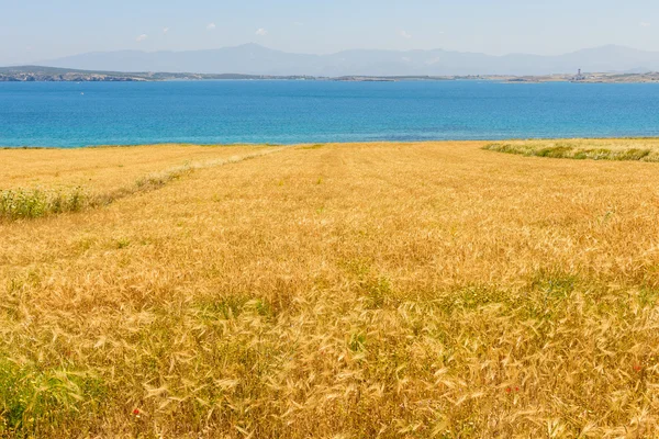 Γεωργικό τομέα — Φωτογραφία Αρχείου