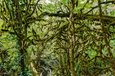 Porsuk ve Şimşir ağacı grove