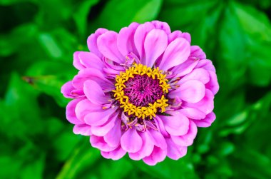 Yeşil arka planda güzel bir çiçek