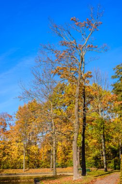 Güzel sonbahar manzarası