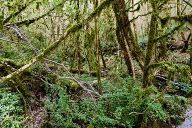 Porsuk ve Şimşir ağacı grove