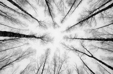 Ağaçların alçak açısı ve sisli hava