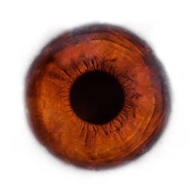 İnsan gözünün güzel makro fotoğrafı