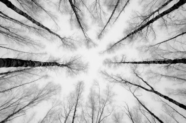 Ağaçların alçak açısı ve sisli hava