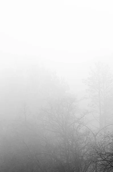 Nebelschwaden Nebliger Tag Stockbild