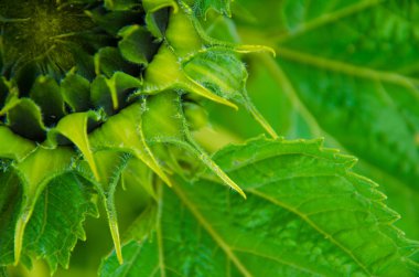 açılmamış ayçiçeği