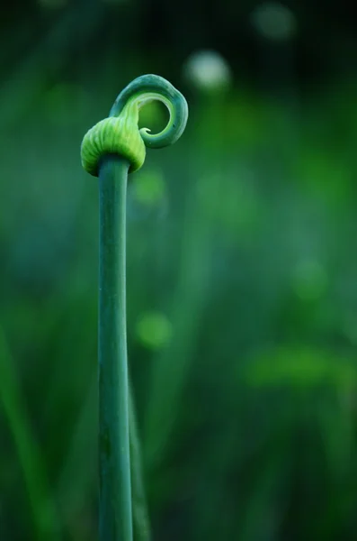 Cibule — Stock fotografie