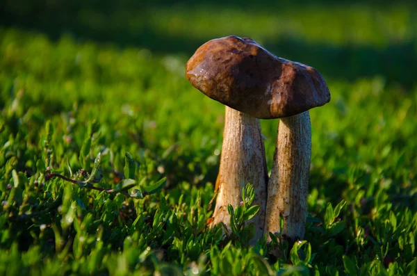 Dos hongos en la hierba — Foto de Stock