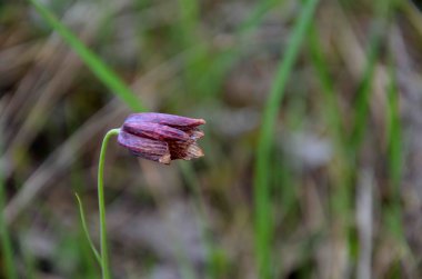 Kırık tehlike işaretleri