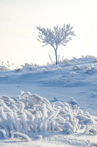 Árvore nevada — Fotografia de Stock