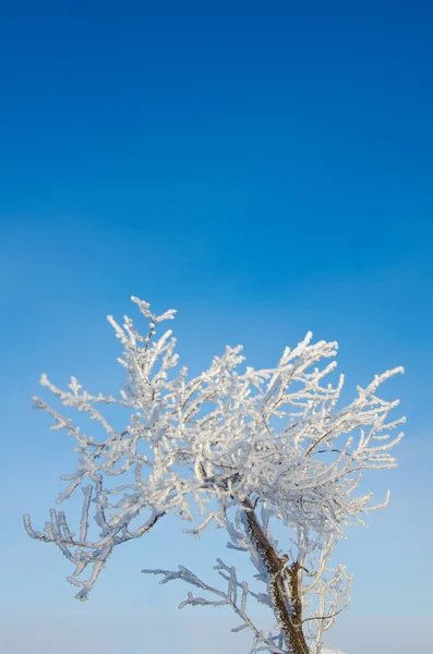 Snowy tree — Stock Photo, Image