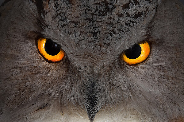 Eagle owl